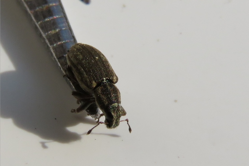 Sitona humeralis - lucerna-csipkézőbogár