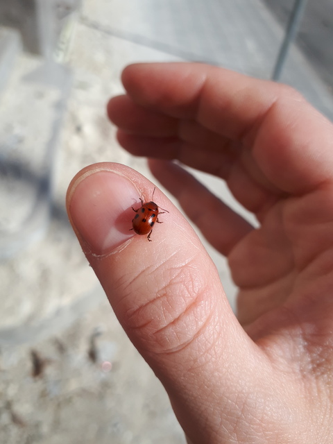 Gonioctena fornicata - közönséges lucernabogár