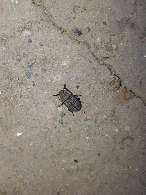 Opatrum sabulosum - sároshátú gyászbogár