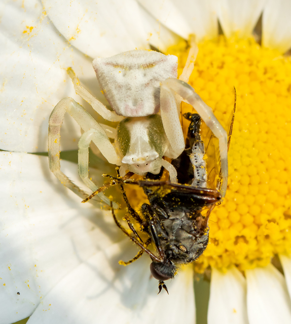 Thomisus onustus - fehér karolópók