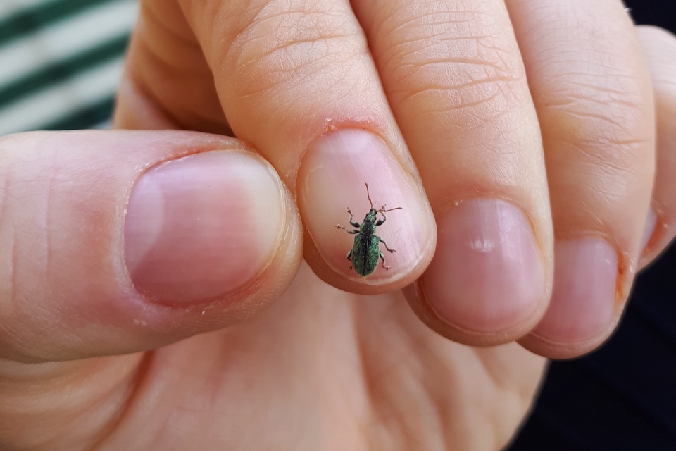 Phyllobius betulinus - változékony levélormányos