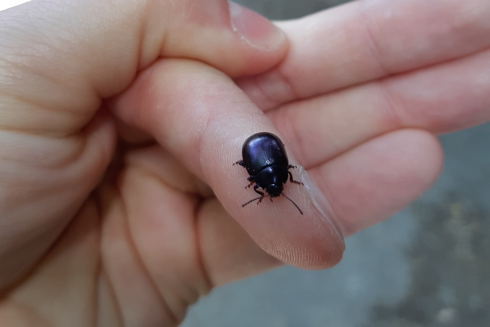 Chrysolina sturmi - vöröslábú levelész