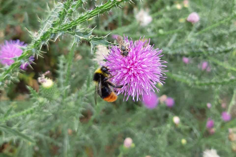 Bombus lapidarius - kövi poszméh