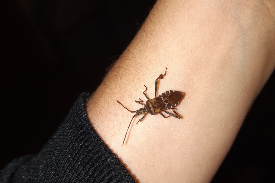 Leptoglossus occidentalis - nyugati levéllábú poloska Leptoglossus occidentalis - nyugati levéllábú poloska