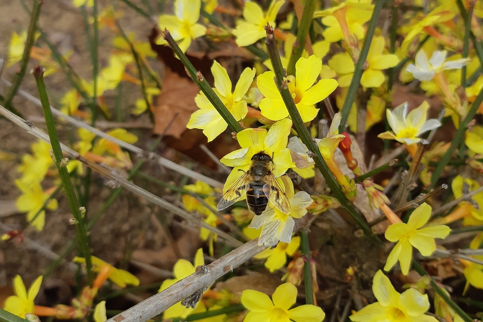 Eristalis tenax - közönséges herelégy