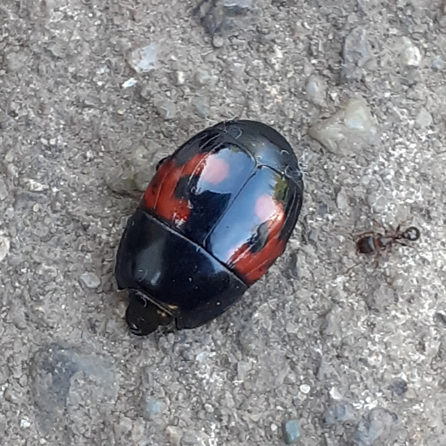Hister quadrimaculatus - közönséges sutabogár