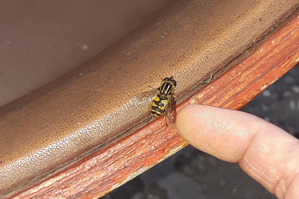 Helophilus pendulus - közönséges mocsárilégy