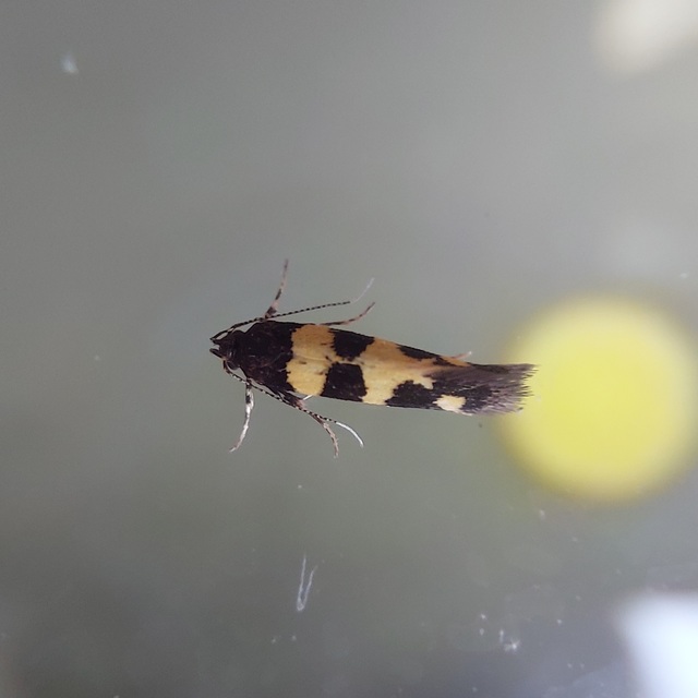 Denisia augustella - zebramoly