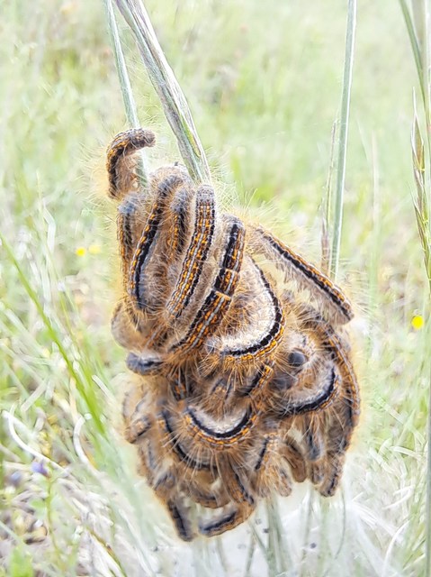 Malacosoma castrensis - kutyatejszövő