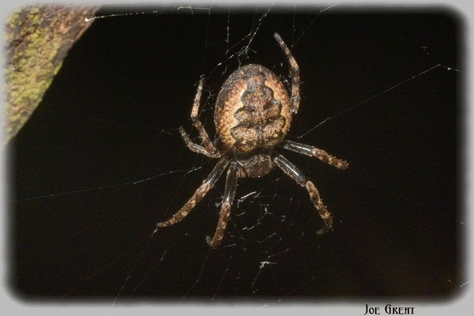 Araneae - Pókok