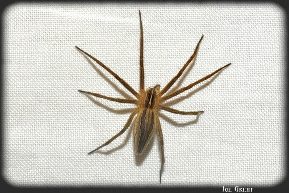 Araneae - Pókok