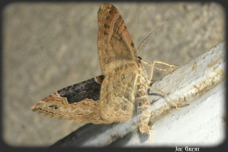 Xanthorhoe ferrugata - kerti tarkaaraszoló