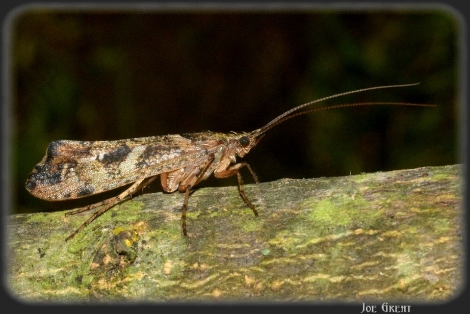 Trichoptera - Tegzesek
