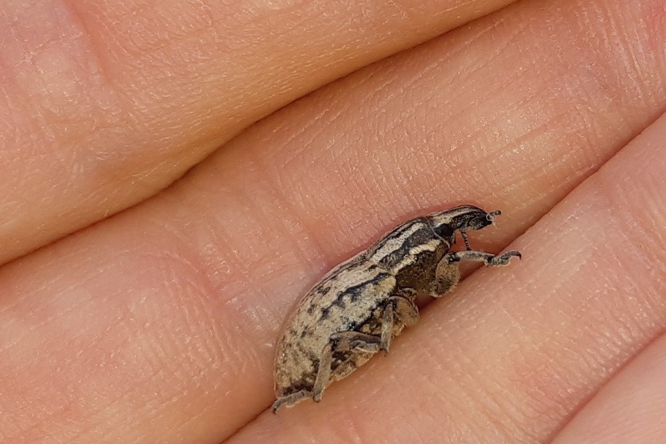 Pseudocleonus cinereus - hamvas barkó