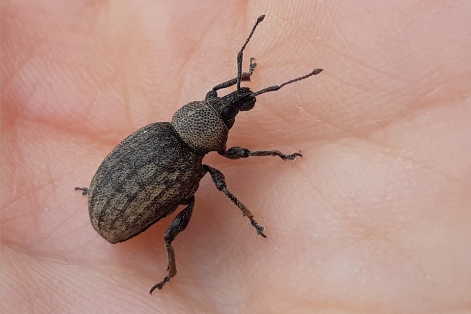 Otiorhynchus ligustici - vincellér-gyalogormányos