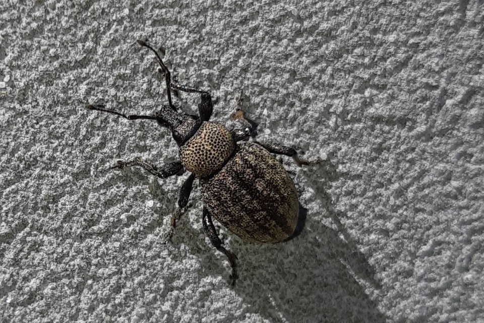 Otiorhynchus ligustici - vincellér-gyalogormányos