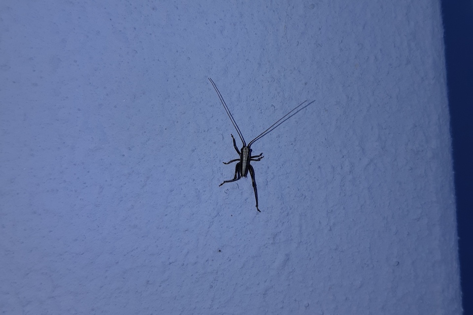 Pholidoptera griseoaptera - szürke avarszöcske
