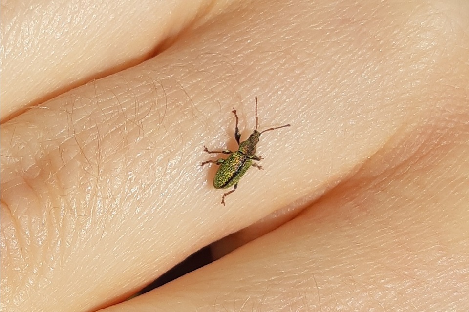 Phyllobius betulinus - változékony levélormányos