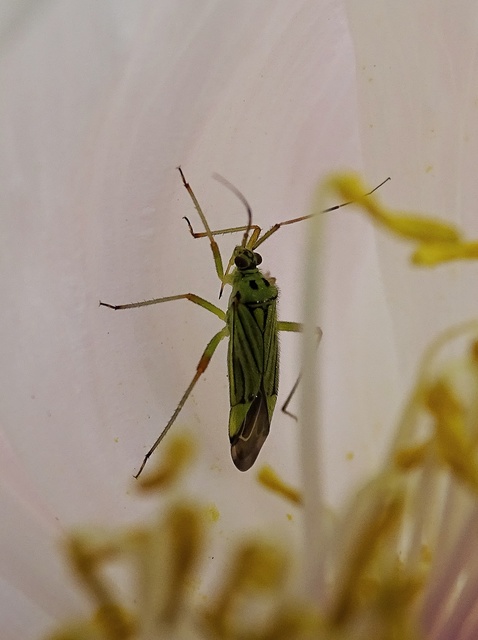 Mermitelocerus schmidtii