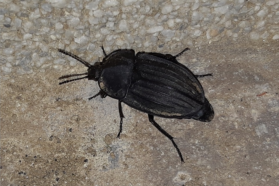 Silpha carinata - karimás dögbogár