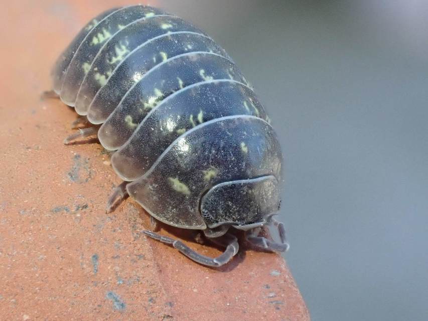 Isopoda - Ászkarákok