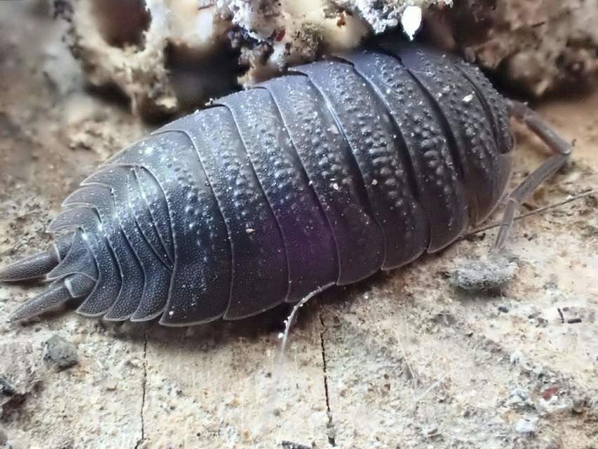 Isopoda - Ászkarákok