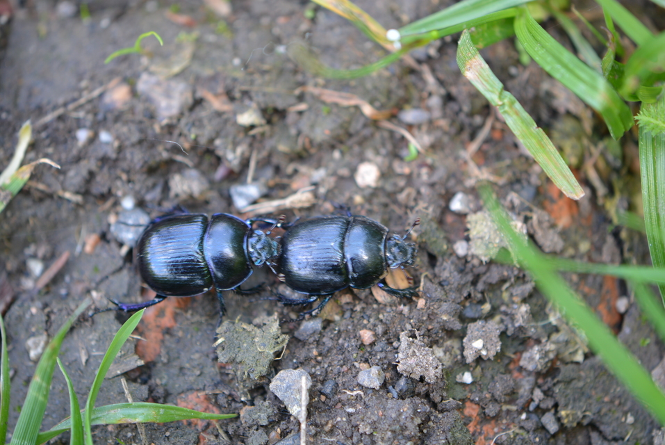 Anoplotrupes stercorosus - erdei álganéjtúró