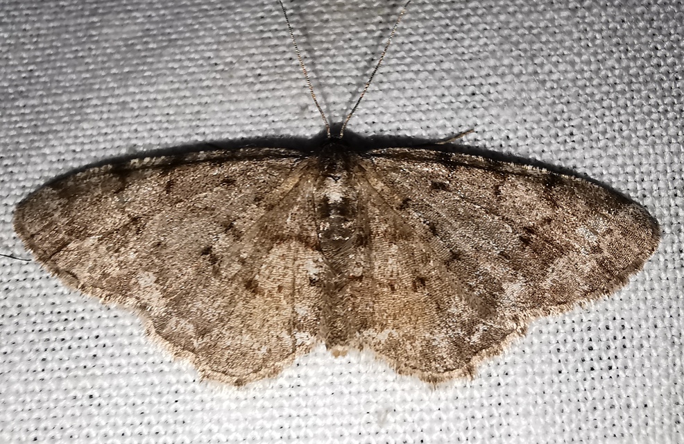 Aethalura punctulata - szürke égeraraszoló