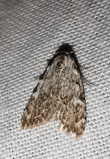 Nola confusalis - apró pamacsosszövő