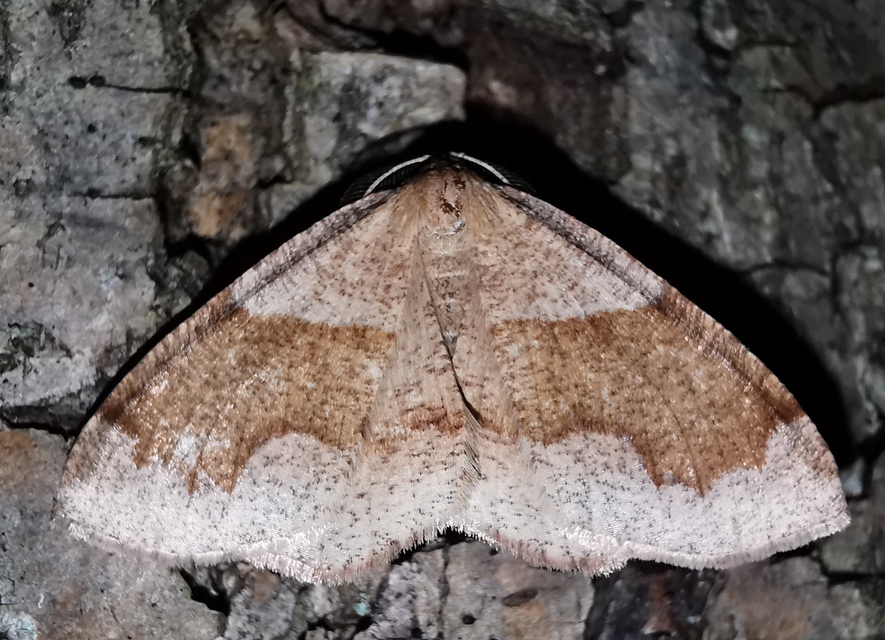 Plagodis pulveraria - szemcsés araszoló