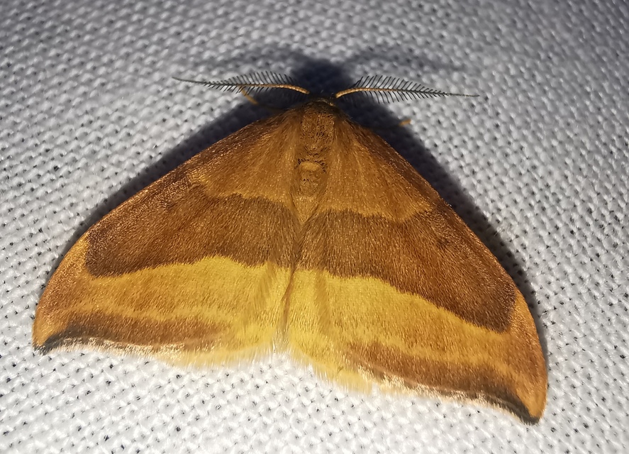 Watsonalla cultraria - bükkfa-sarlósszövő