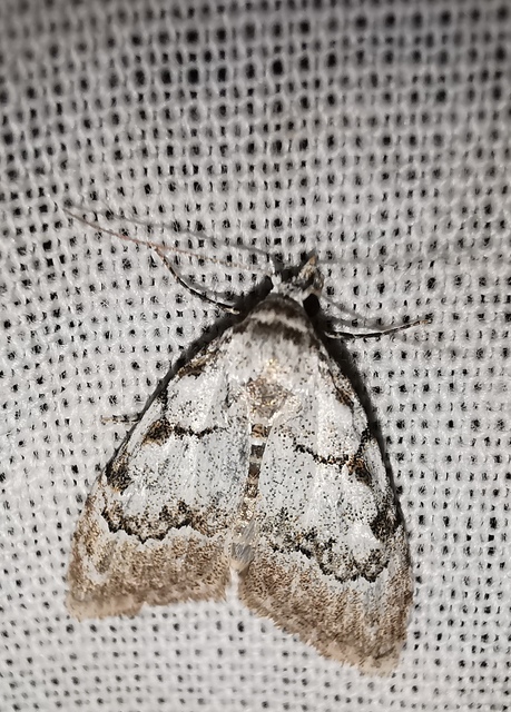 Nola confusalis - apró pamacsosszövő