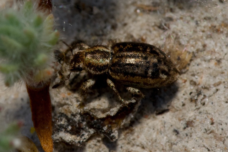 Cycloderes pilosulus - pikkelyeslábú ormányos