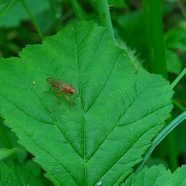 Norellisoma spinimanum