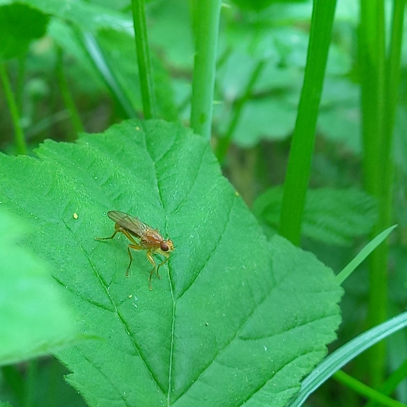 Norellisoma spinimanum