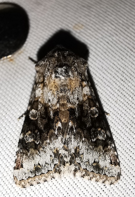Hecatera bicolorata - világos kertibagoly