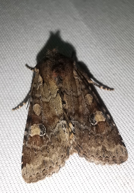 Apamea sordens - kalászrágó dudvabagoly Apamea sordens - kalászrágó dudvabagoly