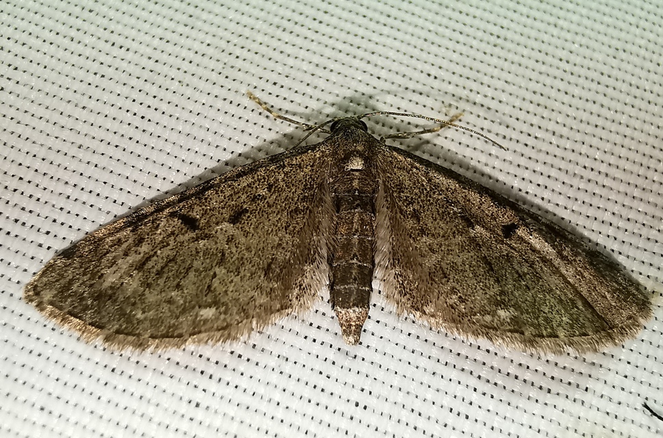 Eupithecia virgaureata - aranyvessző-törpearaszoló