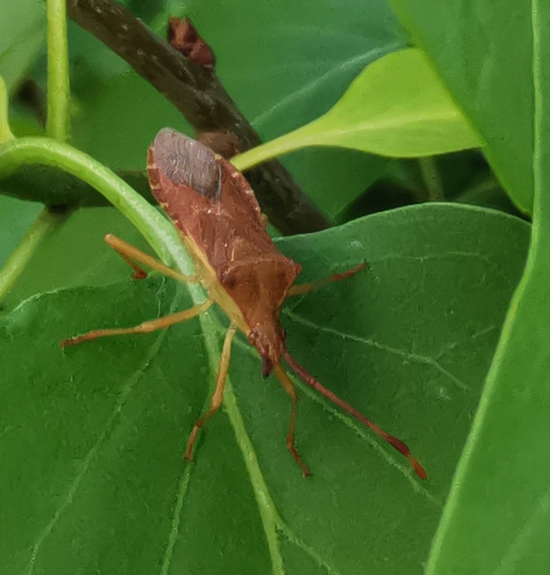 Gonocerus acuteangulatus - aranypetés karimáspoloska