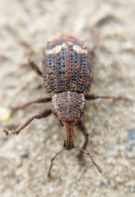Plinthus tischeri - kárpáti földiormányos Plinthus tischeri - kárpáti földiormányos