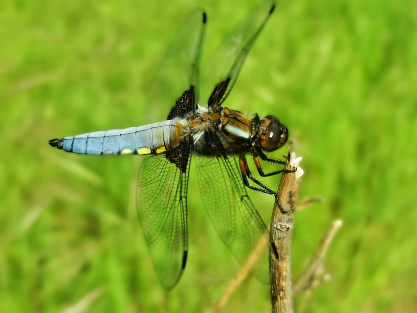 Libellula depressa - széles laposacsa