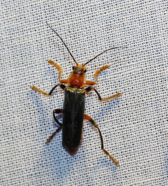 Cantharis livida - mezei lágybogár