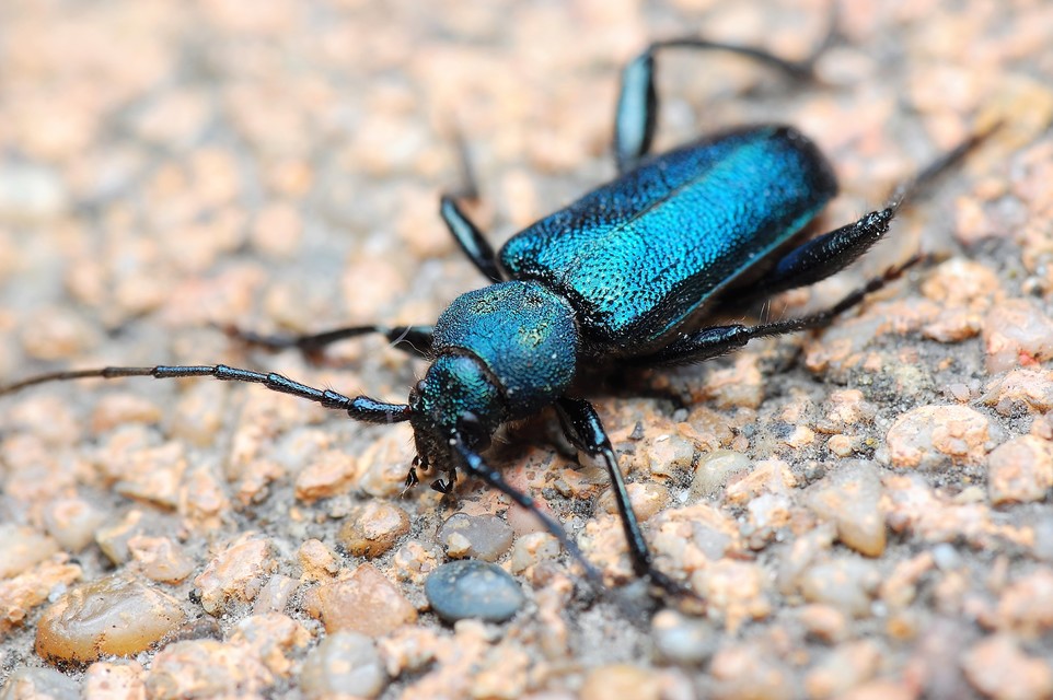 Callidium violaceum - kék korongcincér