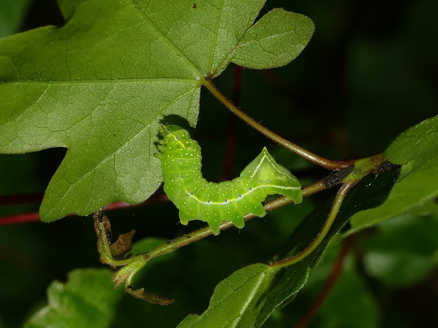 Amphipyra pyramidea - fahéjszínű bagoly