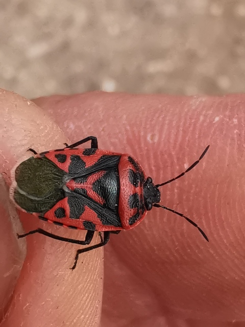 Eurydema ventralis - káposztapoloska