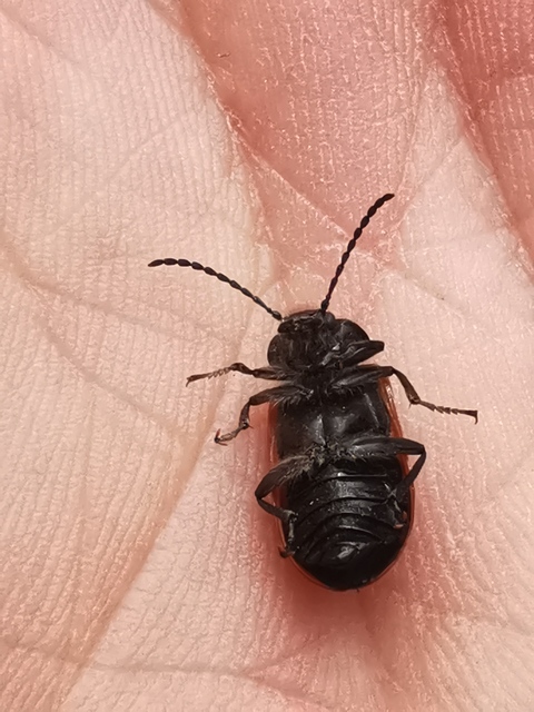 Omophlus rugosicollis - széles pejbogár Omophlus rugosicollis - széles pejbogár