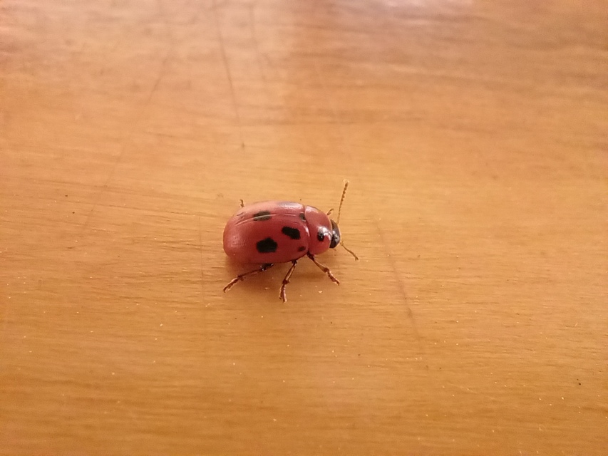 Gonioctena fornicata - közönséges lucernabogár