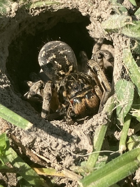 Araneae - Pókok