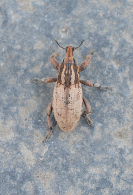 Pseudocleonus cinereus - hamvas barkó