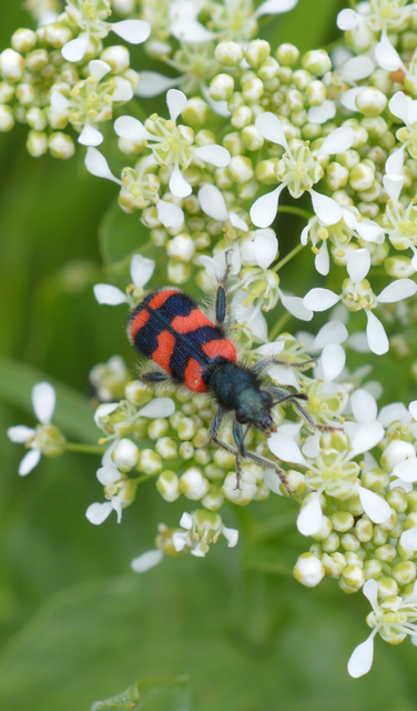 Trichodes favarius - hatfoltos méhészbogár